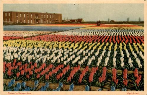 Bloembollenvelden, Verzamelen, Ansichtkaarten | Nederland, Gelopen, Zuid-Holland, Voor 1920, Ophalen of Verzenden