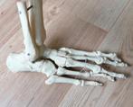 Voet anatomie menselijk lichaam, Ophalen of Verzenden, Zo goed als nieuw