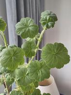 Pelargonium inquinans, Ophalen, Overige soorten, Volle zon