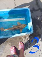 Koi's, Dieren en Toebehoren, Vissen | Vijvervissen, Karper of Koi