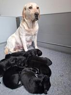 Lieve Labrador x Border Collie puppies, België, Particulier, 8 tot 15 weken, Labrador retriever