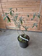 Vlinderstruik Pink Delight laatste twee met korting, Ophalen of Verzenden, Vlinderstruik, Struik, Minder dan 100 cm