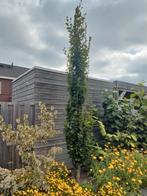 beukenboom zuilbeuk, Tuin en Terras, Planten | Bomen, Ophalen, Volle zon, Overige soorten