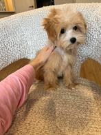 Premium Maltipoo f1 micro teefje, Dieren en Toebehoren, Honden | Chihuahua's en Gezelschapshonden, Particulier, Rabiës (hondsdolheid)