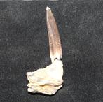Enchodus Boven-Krijt, Verzamelen, Mineralen en Fossielen, Ophalen of Verzenden, Fossiel
