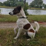 Vrolijke fox terrier, Dieren en Toebehoren, Honden | Jack Russells en Terriërs, Eén hond, 3 tot 5 jaar, Nederland, Particulier