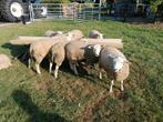 Dekrammen/ slachtlammeren, Dieren en Toebehoren, Schapen, Geiten en Varkens, Meerdere dieren, Schaap