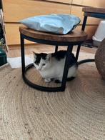 Lieve poes van 4 jaar, Dieren en Toebehoren, Katten en Kittens | Raskatten | Korthaar, Poes, Gechipt, 3 tot 5 jaar