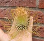 Tillandsia andreana, Ophalen of Verzenden