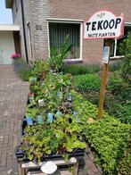 vaste planten, Tuin en Terras, Planten | Tuinplanten, Vaste plant, Halfschaduw, Zomer, Ophalen