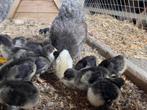 Orpington kriel kuikens 15 stuks gratis, Dieren en Toebehoren, Pluimvee, Geslacht onbekend, Kip