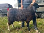 Bergschaap dekram, Dieren en Toebehoren, Schapen, Geiten en Varkens, Mannelijk, Schaap