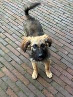 Madison – lief, klein meisje zoekt een veilig hart, Dieren en Toebehoren, Honden | Niet-rashonden, Particulier, Rabiës (hondsdolheid)