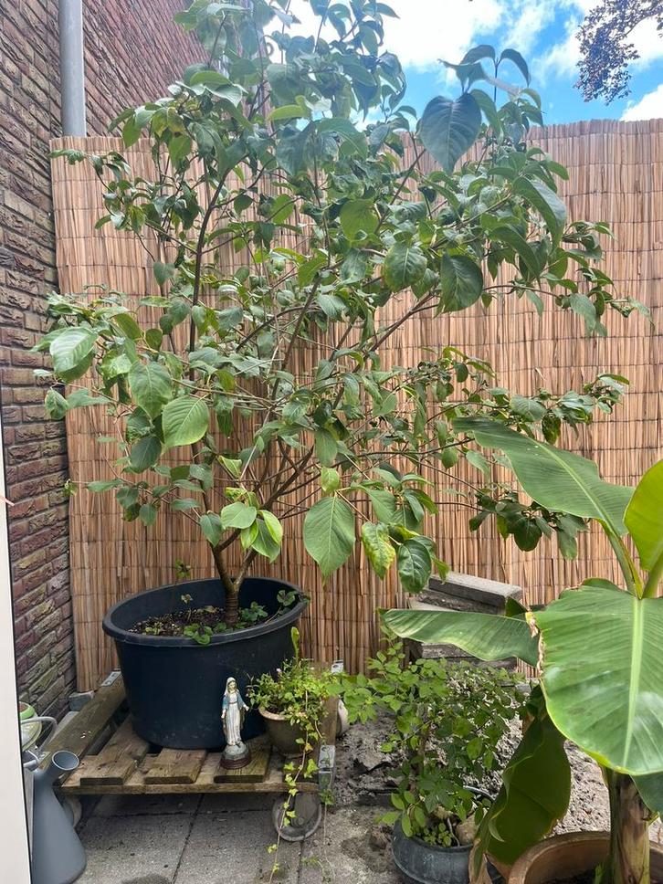 Viburnum Lentago Schapenbes, Nannyberry, Tuin en Terras, Planten | Bomen, Overige soorten, 100 tot 250 cm, Halfschaduw, Lente