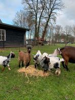 Te koop dwerggeiten, Dieren en Toebehoren, Schapen, Geiten en Varkens, Meerdere dieren, Geit, 0 tot 2 jaar