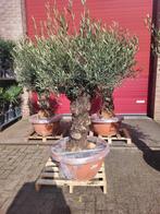 Oude Olijfbomen met grillige stam - Nu €399!, Bloeit niet, Ophalen of Verzenden, 100 tot 250 cm, Olijfboom