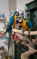 Tamme blauwgele ara's te reserveren, Dieren en Toebehoren, Meerdere dieren, Papegaai