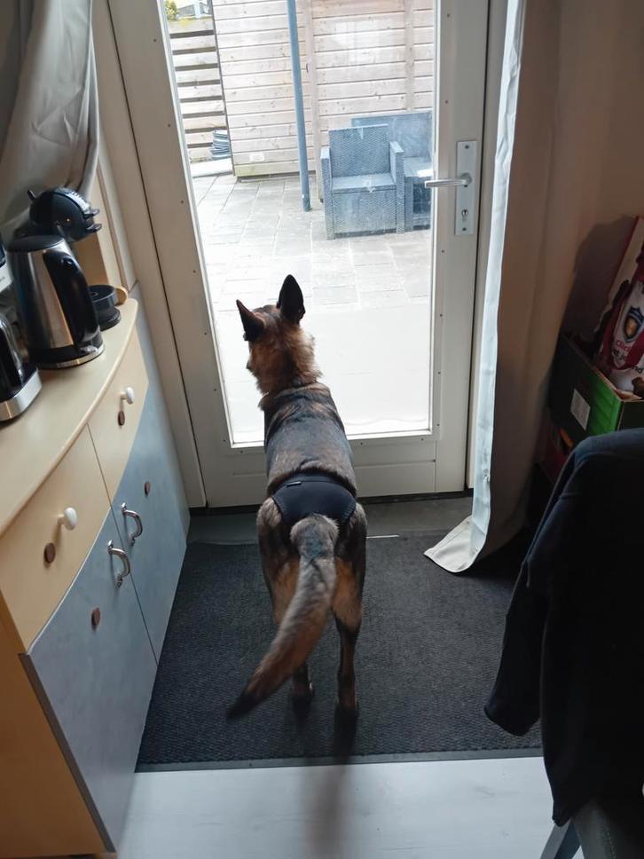 Mechelse/Duitse herder (Afstamming politiehonden), Dieren en Toebehoren, Honden | Herdershonden en Veedrijvers, Teef, Herder, Particulier