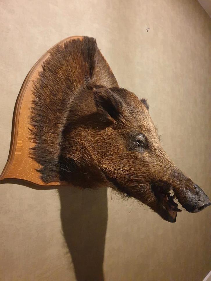 Zwijnenkop taxidermie opgezet landelijk, Verzamelen, Dierenverzamelingen, Opgezet dier, Wild dier, Ophalen