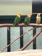 2-1 Roestkopcaiques 2025, Meerdere dieren, Papegaai, Geringd