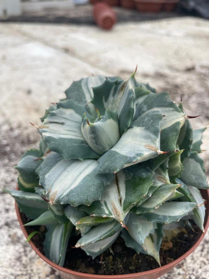 Agave potatorum cv. Shoji-Raijin f. Variegata 11cm pot, Huis en Inrichting, Kamerplanten, Cactus, Minder dan 100 cm, Volle zon