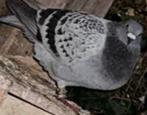 Duiven, Dieren en Toebehoren, Vogels | Duiven, Meerdere dieren, Overige soorten