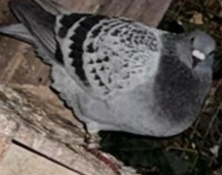 Duiven, Dieren en Toebehoren, Vogels | Duiven, Overige soorten, Meerdere dieren