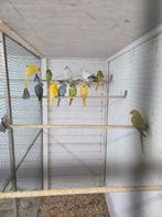 Koppel ijsduiven, Dieren en Toebehoren, Vogels | Parkieten en Papegaaien, Meerdere dieren, Parkiet