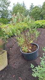 Oleander  met  roze bloemen. Wegens  verhuizing  te koop, Tuin en Terras, Planten | Bomen, Ophalen, Volle zon, Overige soorten