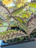 Kalanchoë Daigremontiana, Mother of Thousands, Huis en Inrichting, Kamerplanten, Ophalen, Overige soorten, Minder dan 100 cm