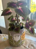 Siernetel coleus balkonplant kamerplant met pot, Tuin en Terras, Planten | Tuinplanten, Ophalen, Zomer, Volle zon