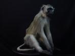 opgezette vervet aap taxidermy opgezette monkey aap baviaan, Ophalen, Gebruikt, Hert, Gewei of Kop