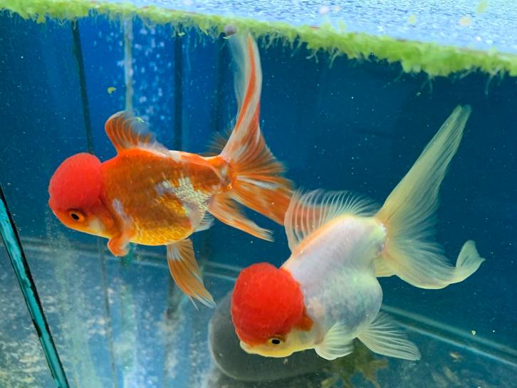 Sluierstaart leeuwekop 3, Dieren en Toebehoren, Vissen | Aquariumvissen, Vis