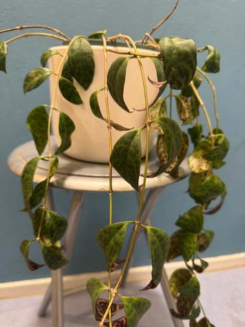 Aeschynanthus Black Pagoda Lipstick Plant beschikbaar voor biedingen