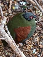 Diverse kromsnavels, Dieren en Toebehoren, Meerdere dieren, Parkiet