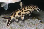Synodontis poly white 2 stuks, Dieren en Toebehoren, Vissen | Aquariumvissen, Vis