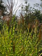 Prachtriet , miscanthus s. Zebrinus, Tuin en Terras, Planten | Tuinplanten, Ophalen, Overige soorten, Volle zon