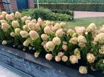hortensia, Tuin en Terras, Planten | Tuinplanten, Vaste plant, Halfschaduw, Zomer, Ophalen