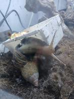 Afrikaanse reuze slakken zoeken goed huisje