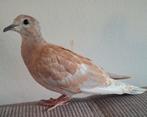 Tortelduif/lachduif Tam., Dieren en Toebehoren, Vrouwelijk