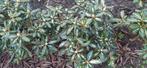 Rhododendron Variegatum, Ophalen of Verzenden, Rhododendron