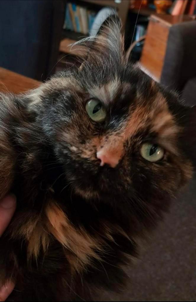 Herplaatsing ** spoed **, Dieren en Toebehoren, Katten en Kittens | Raskatten | Langhaar, Poes, 6 jaar of ouder, Gechipt