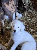 Maremmo kruising pups te koop, Dieren en Toebehoren, Honden | Niet-rashonden, Reu, 8 tot 15 weken, Groot, Meerdere