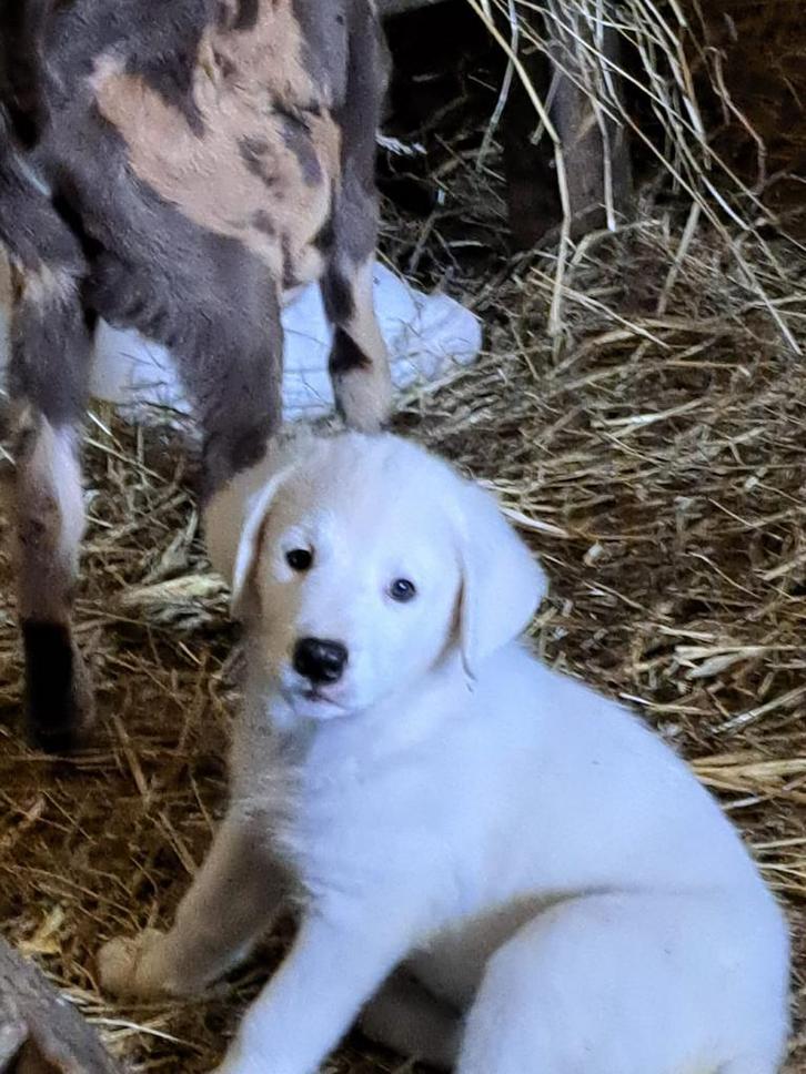 Maremmo kruising pups te koop, Dieren en Toebehoren, Honden | Niet-rashonden, Groot, Reu, Particulier, Meerdere, Nederland, 8 tot 15 weken