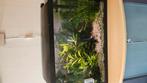 Tropisch aquarium, Dieren en Toebehoren, Vissen | Aquaria en Toebehoren, Ophalen, Gebruikt, Gevuld zoetwateraquarium