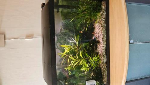 Tropisch aquarium, Dieren en Toebehoren, Vissen | Aquaria en Toebehoren, Gebruikt, Gevuld zoetwateraquarium, Ophalen