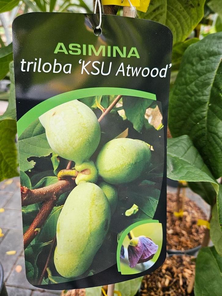 Asimina triloba ' KSU Atwood ' / pawpaw / eetbare vruchten ‼, Tuin en Terras, Planten | Bomen, Bolboom, 250 tot 400 cm, Volle zon