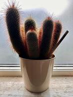 Cactus in pot, Ophalen, Minder dan 100 cm, In pot, Cactus
