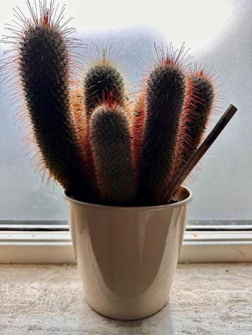 Cactus in pot beschikbaar voor biedingen