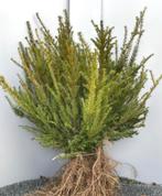 Taxus baccata struiken / hagen, Ophalen of Verzenden, Laurier, 100 tot 250 cm